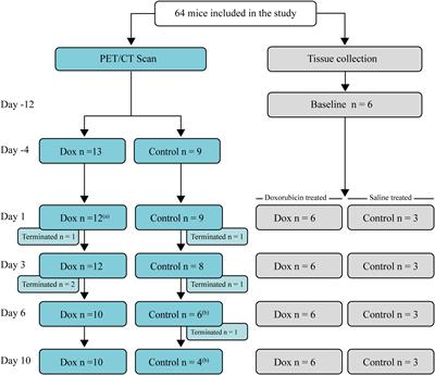 PET/CT imaging detects intestinal inflammation in a mouse model of doxorubicin-induced mucositis